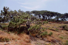 Pinus torreyana