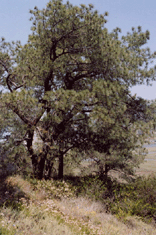 Pinus torreyana