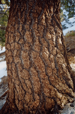 Pinus washoensis