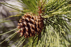 Pinus washoensis