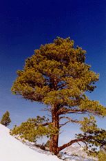 Pinus washoensis