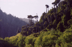 Sequoia sempervirens