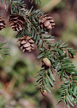 Tsuga heterophylla