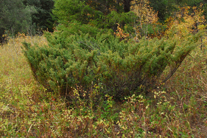Juniperus communis