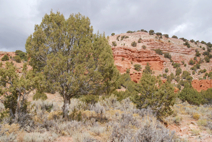 Juniperus osteosperma