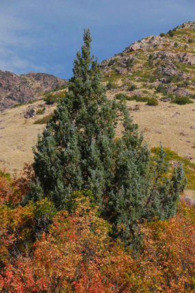 Juniperus scopulorum