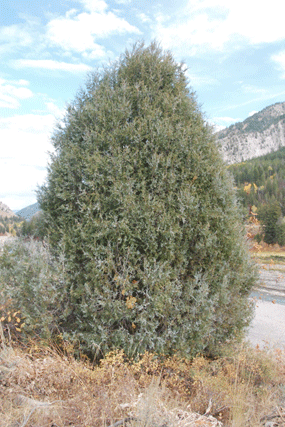 Juniperus scopulorum