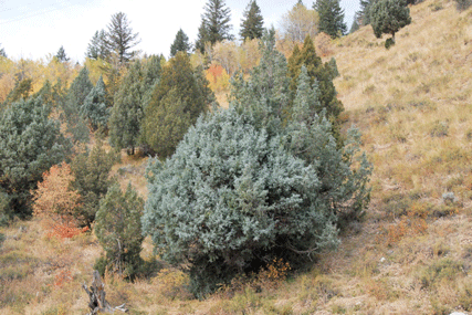 Juniperus scopulorum