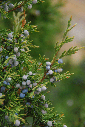 Juniperus scopulorum