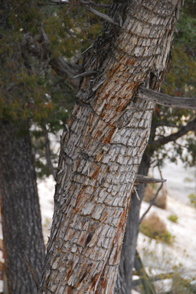Juniperus scopulorum