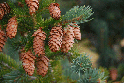 Picea engelmannii