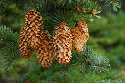 Picea pungens