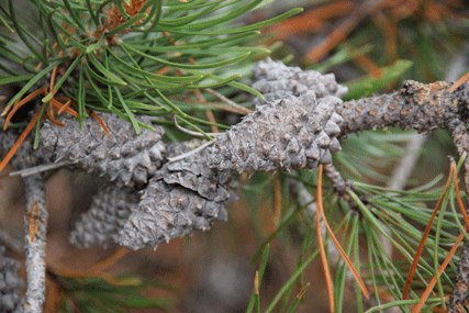 Pinus contorta latifolia
