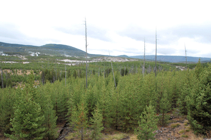 Pinus contorta latifolia