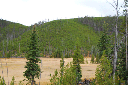 Pinus contorta latifolia