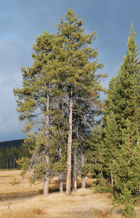 Pinus contorta latifolia