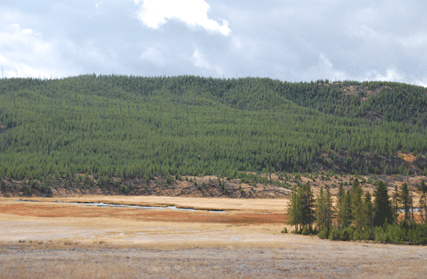 Pinus contorta latifolia
