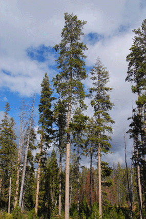 Pinus contorta latifolia