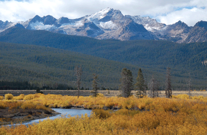 Pinus contorta latifolia