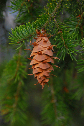 Pseudotsuga glauca