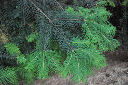 Abies flinckii