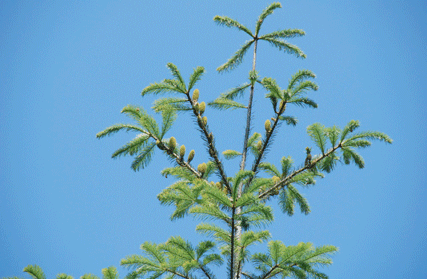 Abies flinckii