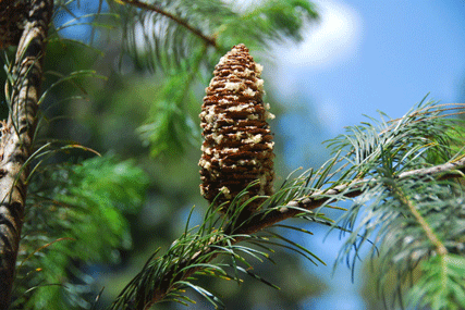 Abies flinckii