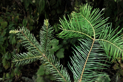Abies religiosa