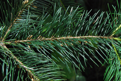 Abies flinckii