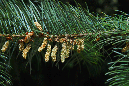 Abies flinckii