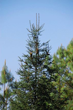 Abies religiosa