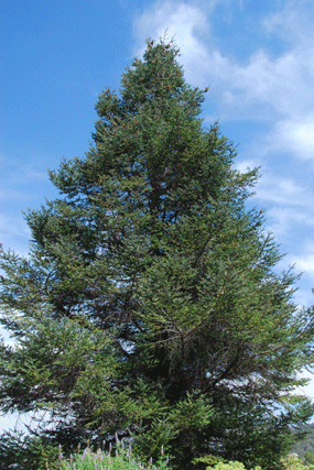 Abies religiosa