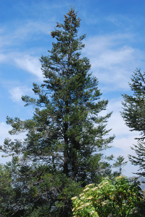 Abies religiosa