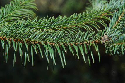 Abies religiosa