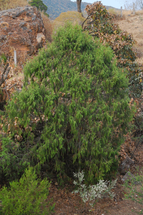 Juniperus flaccida