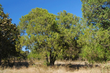 Juniperus flaccida