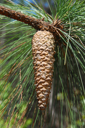 Pinus devoniana
