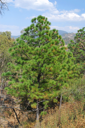 Pinus devoniana