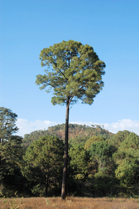 Pinus douglasiana