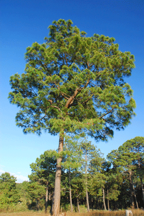 Pinus douglasiana