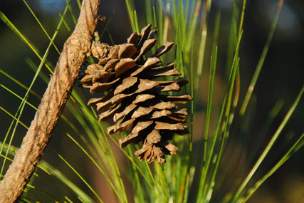Pinus douglasiana