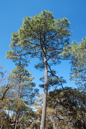 Pinus engelmannii