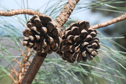 Pinus lawsonii