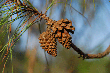 Pinus lawsonii