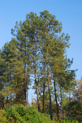 Pinus lawsonii