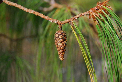 Pinus lumholtzii