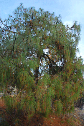 Pinus luzmariae