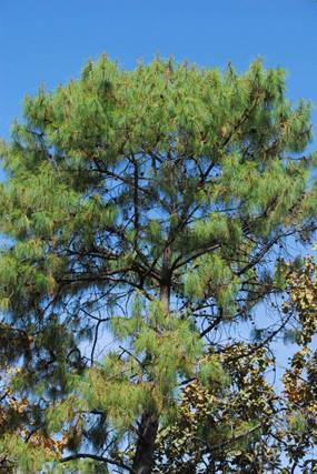 Pinus luzmariae