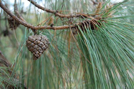 Pinus luzmariae