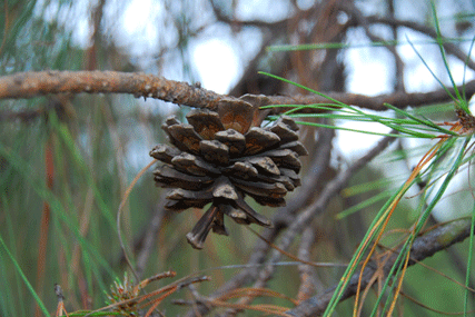 Pinus luzmariae